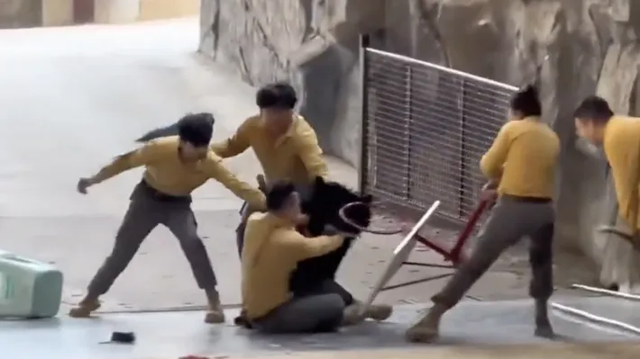 Scenă tensionată la o grădină zoologică: Un urs negru își atacă dresorul în fața publicului